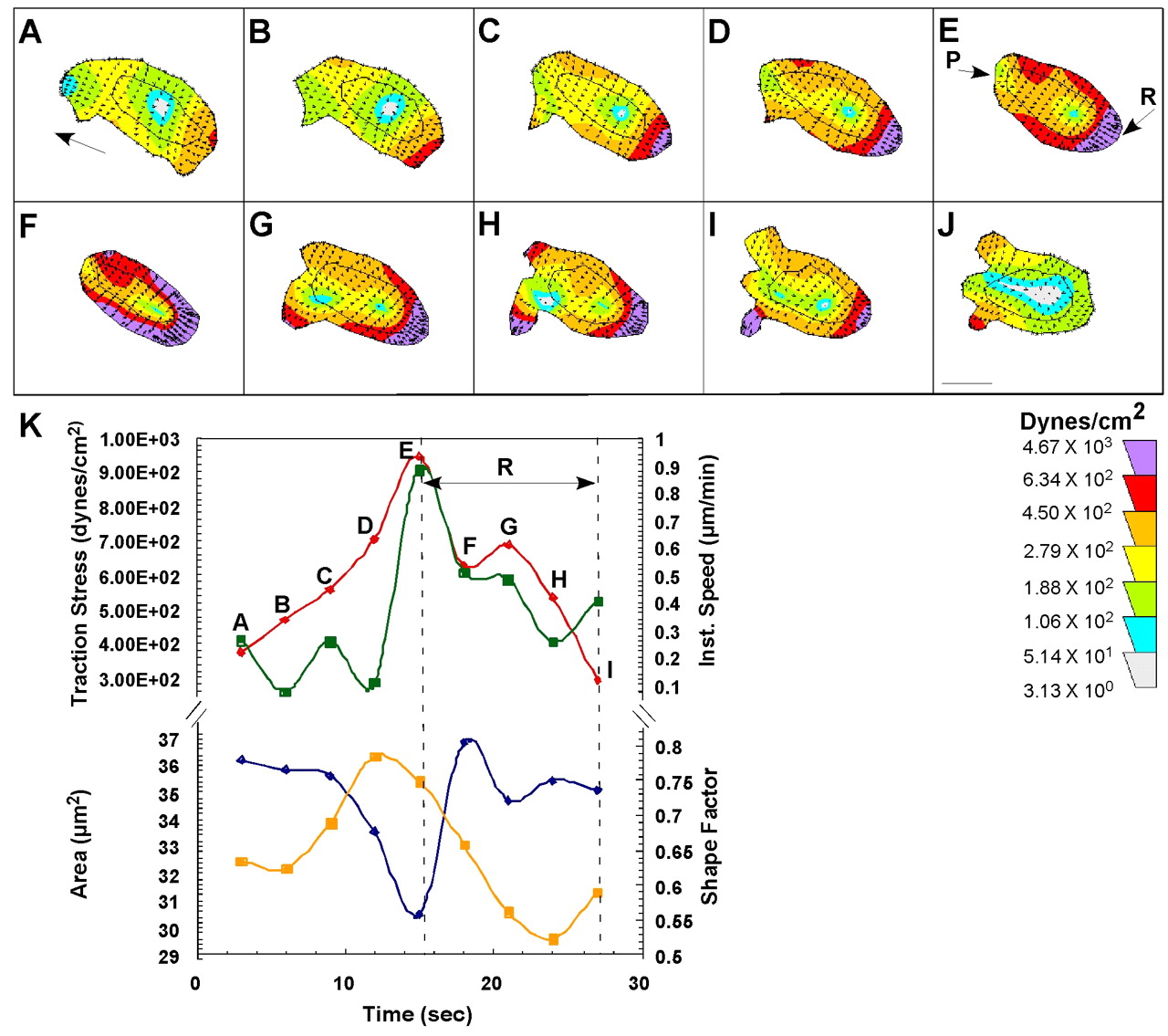 1280x1135 Traction Force Microscopy In Dictyostelium Reveals Distinct Roles