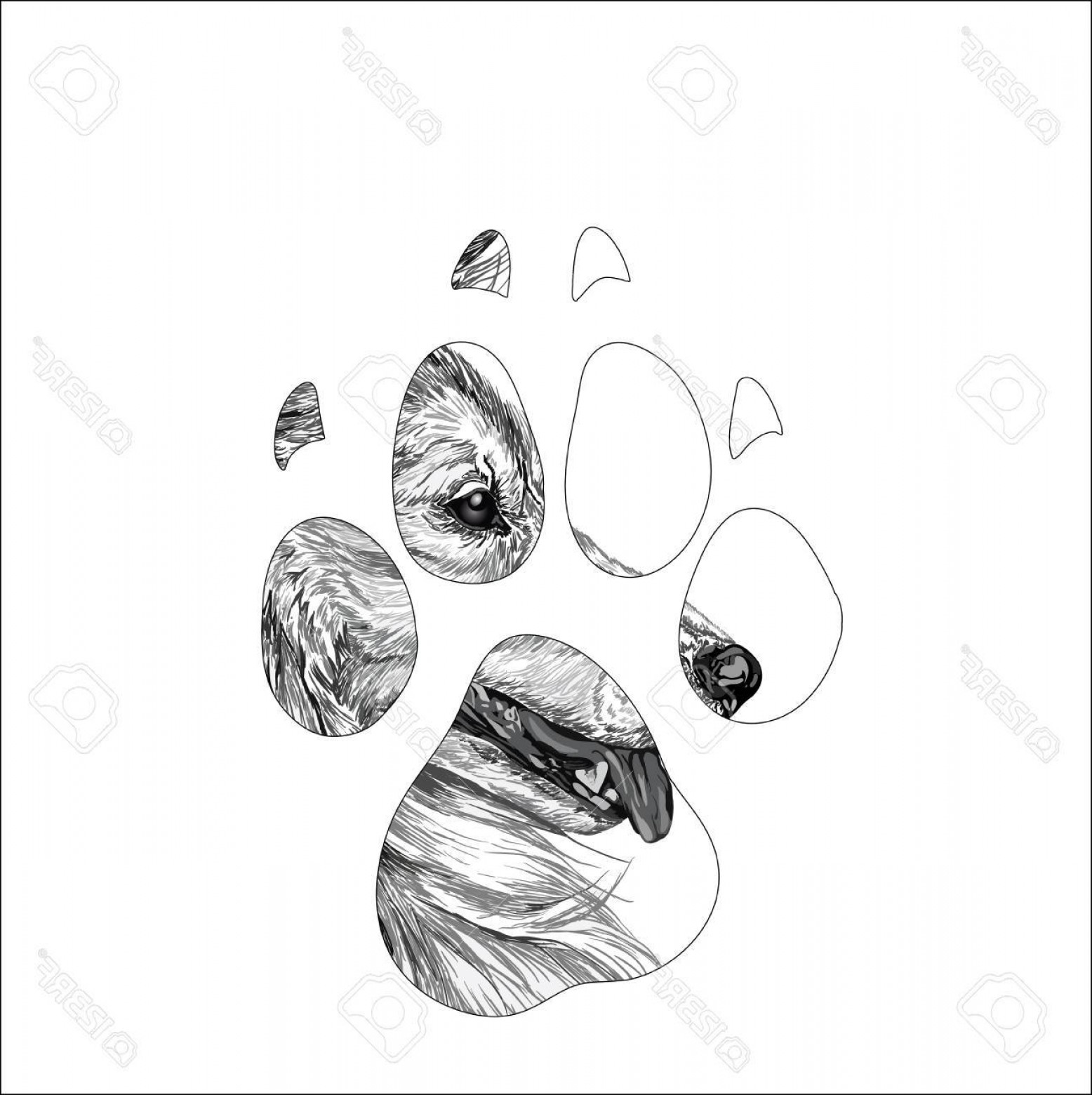 Photostock Vector Silhouette Animal Trail Vector Illustration 1556x1560 Photostock Vector Silhouette Animal Trail Vector Illustration