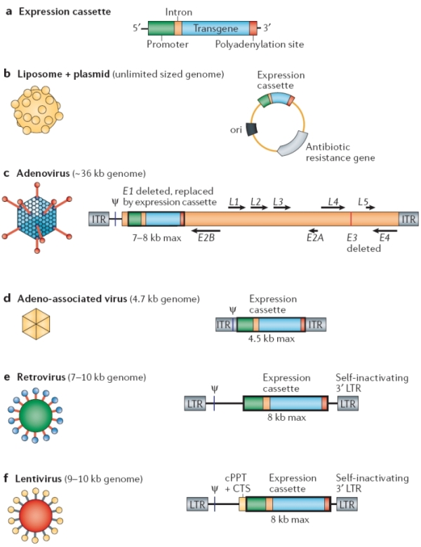 600x780 Gene Transfer Vectors That Are Used To Treat Hereditary Disorders
