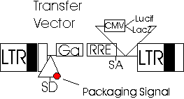 263x142 Lentiviral Vectors
