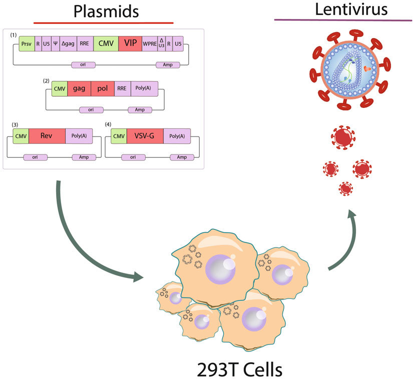 827x758 Transient Transfection Method For Lv Vector Production