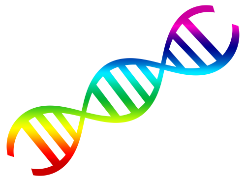 500x368 Dna Vector Png Transparent Image