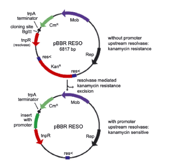 337x326 Promoter Trap Vector Pbbr Reso