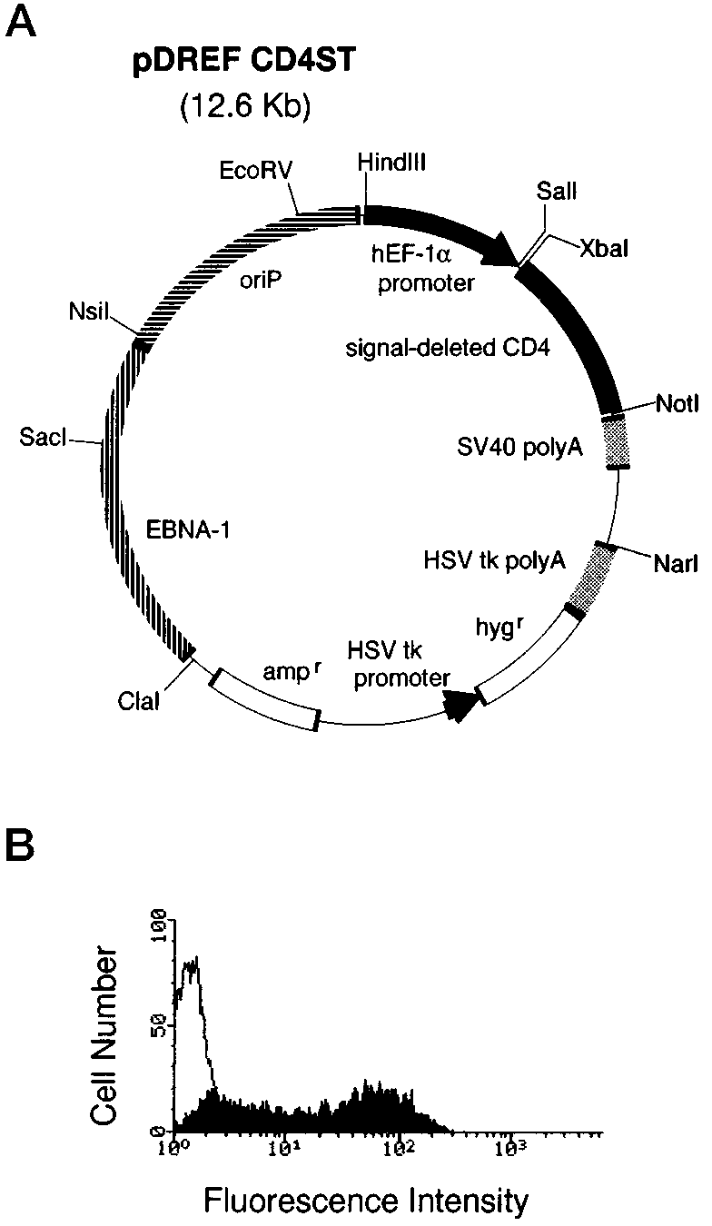 784x1350 Signal Sequence Trap A, Schematic Diagram Of The Signal Sequence