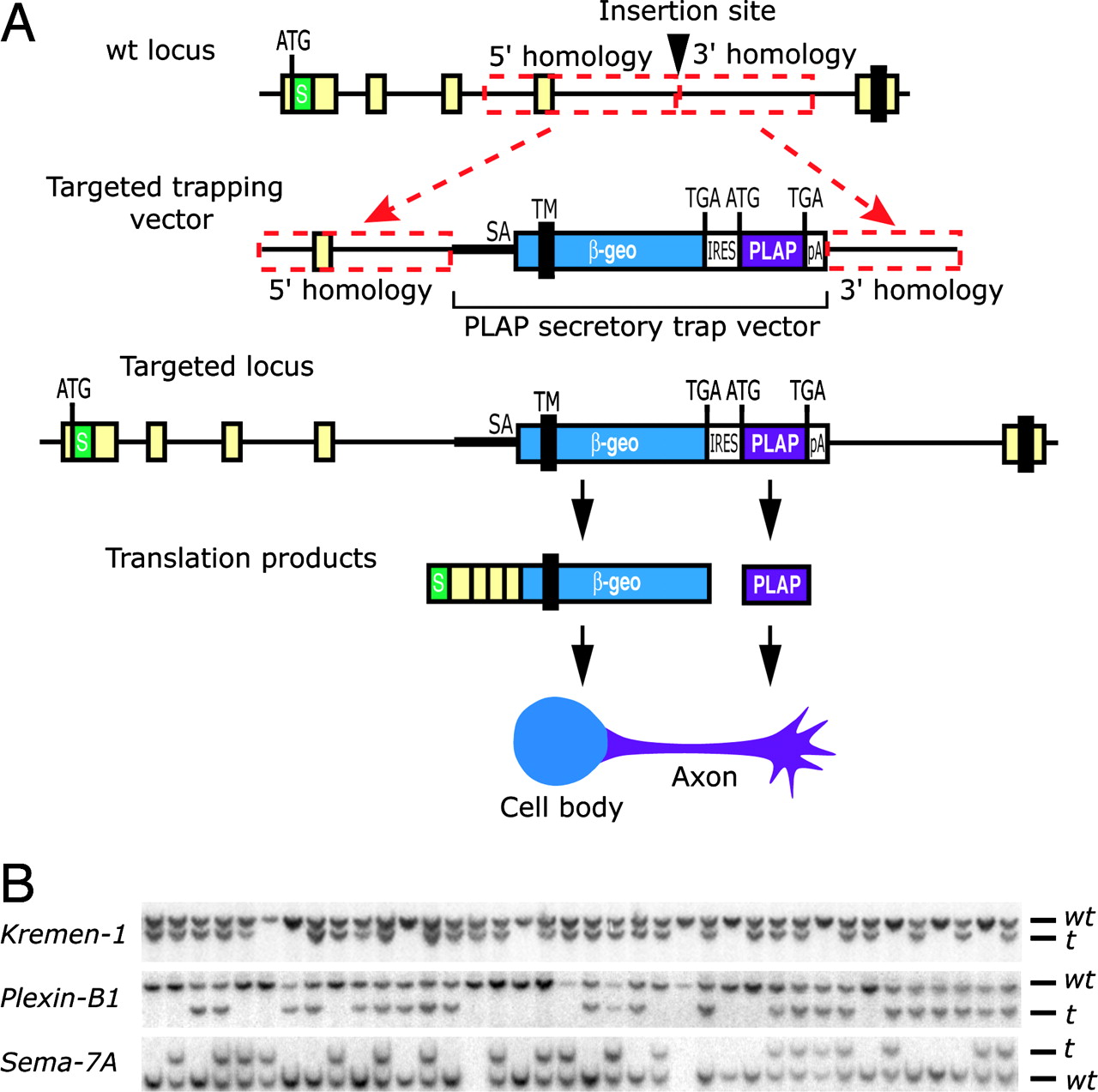 1280x1273 Gene Targeting Using A Promoterless Gene Trap Vector