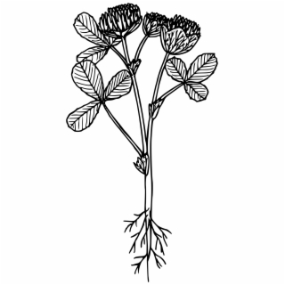 320x320 This Free Icons Png Design Of Clover