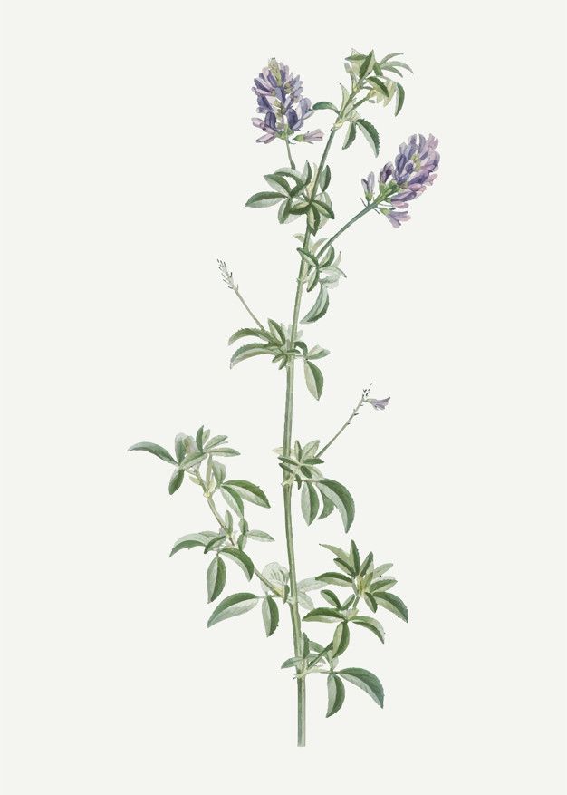 626x877 En Flor Vector Libre Cuadros Vector Free