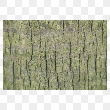 360x360 Bark Png, Vector, And Clipart With Transparent Background