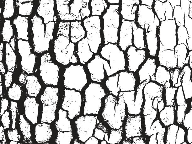 612x459 Tree Bark Clipart Black And White