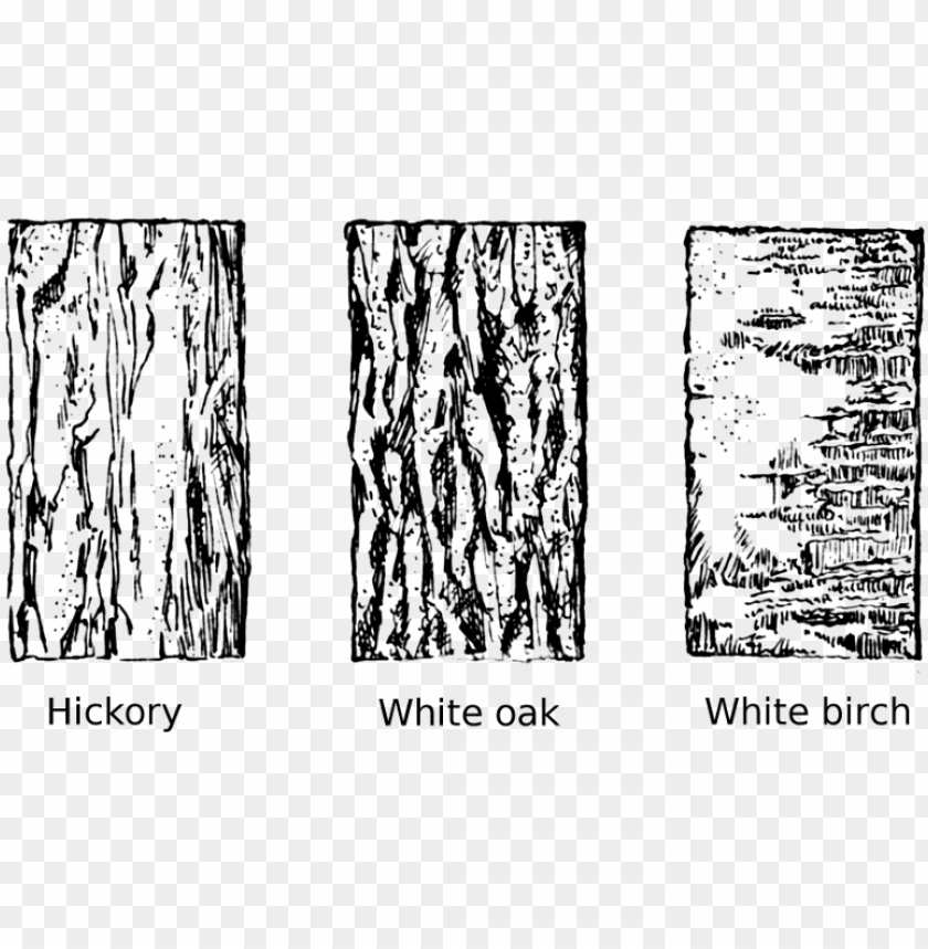 Tree Bark Vector at Collection of Tree Bark Vector