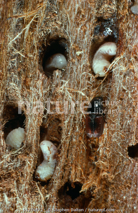 456x700 Nature Picture Library