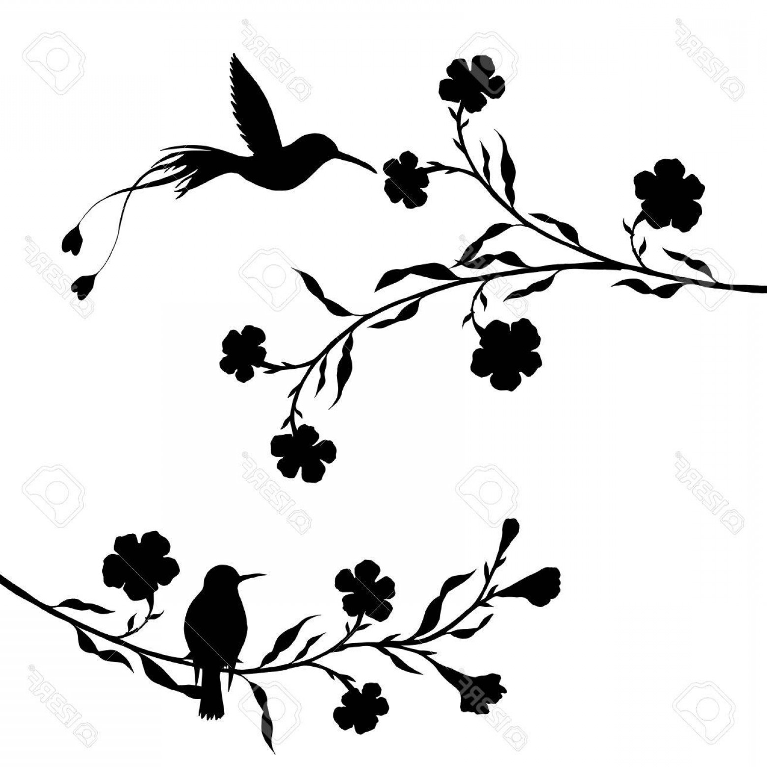 Photostock Vector Hummingbirds And Flowers Silhouettes Hand Drawn 1560x1560 Photostock Vector Hummingbirds And Flowers Silhouettes Hand Drawn
