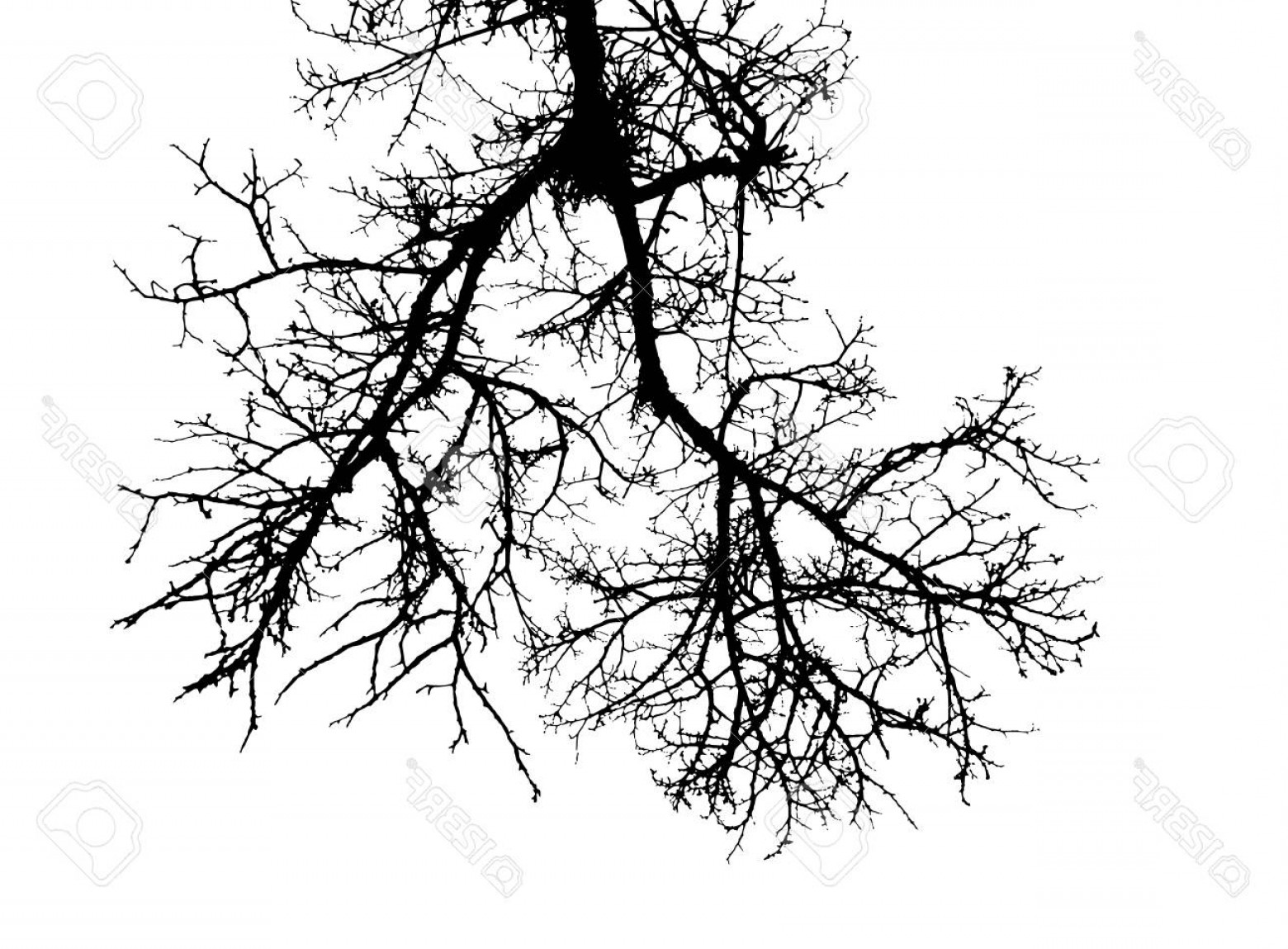 Photostock Vector Realistic Tree Branches Silhouette Vector 1560x1149 Photostock Vector Realistic Tree Branches Silhouette Vector