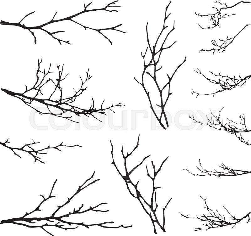 Realistic Set Of Tree Branches Stock Vector Colourbox 800x750 Realistic Set Of Tree Branches Stock Vector Colourbox
