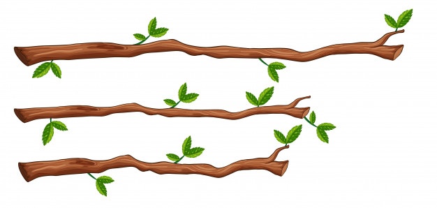 Branch Vectors, Photos And Free Download 626x298 Branch Vectors, Photos And Free Download