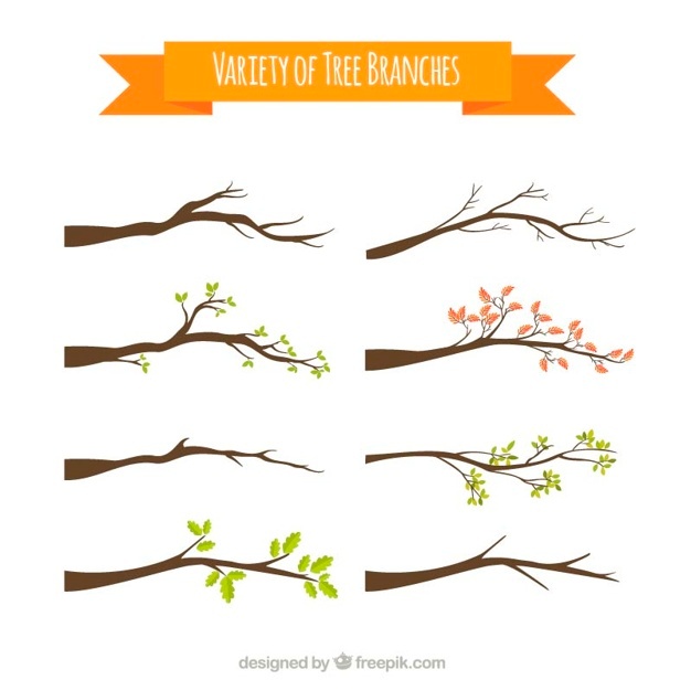 Variety Of Tree Branches Vector Premium Download 626x626 Variety Of Tree Branches Vector Premium Download
