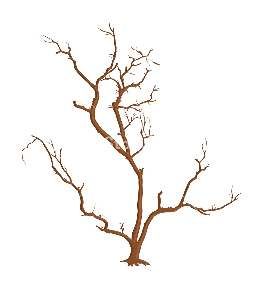 Spooky Dead Tree Branches Vector Royalty Free Stock Image 910x1000 Spooky Dead Tree Branches Vector Royalty Free Stock Image