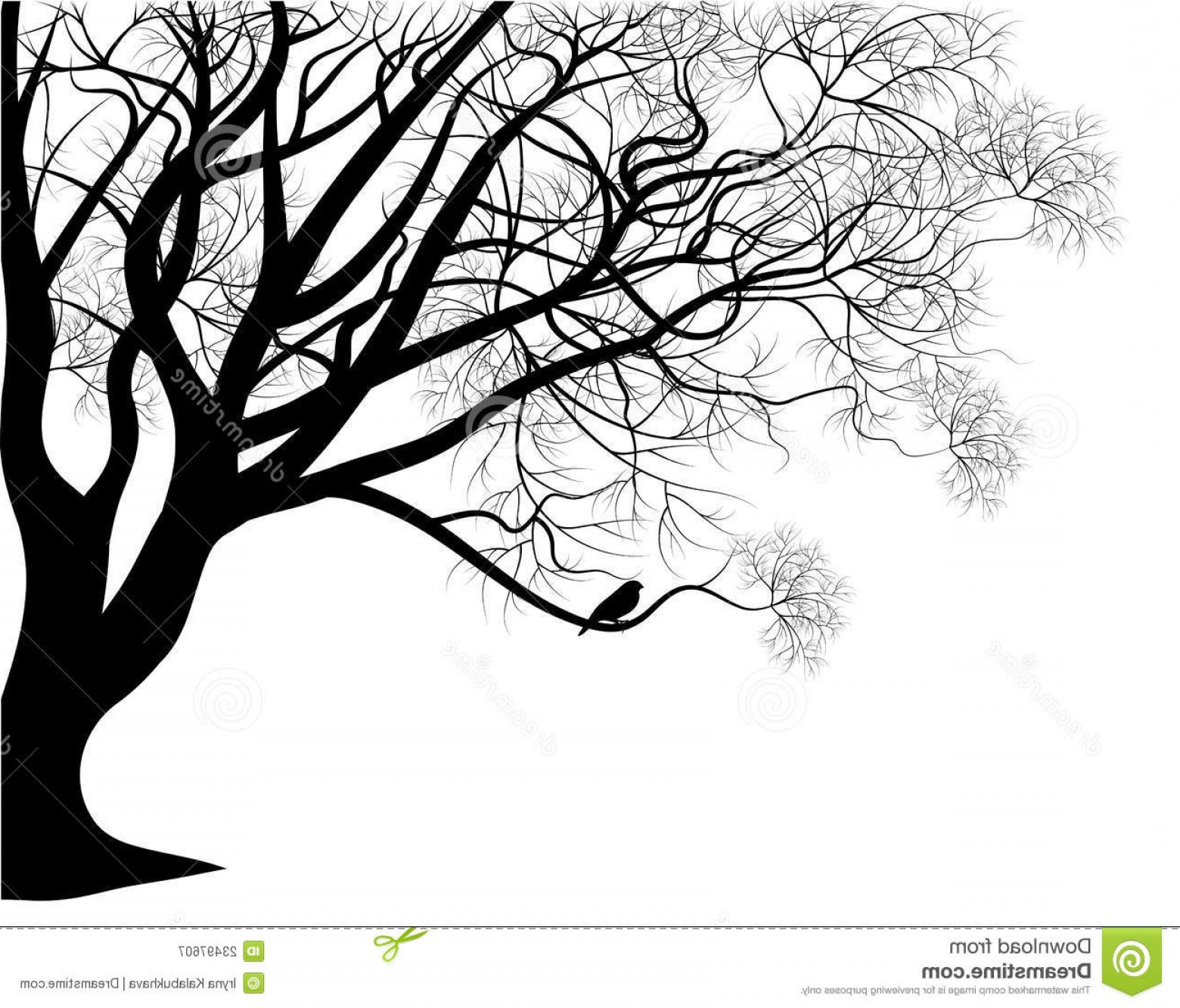 Tree Branch Vector Cqrecords 1560x1333 Tree Branch Vector Cqrecords