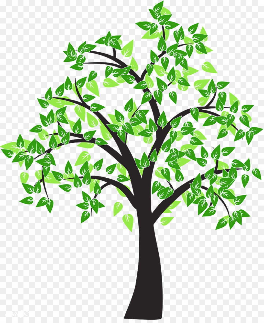 1080x1320 Png Tree Drawing Cottonwood Leaf Tree Vector Soidergi