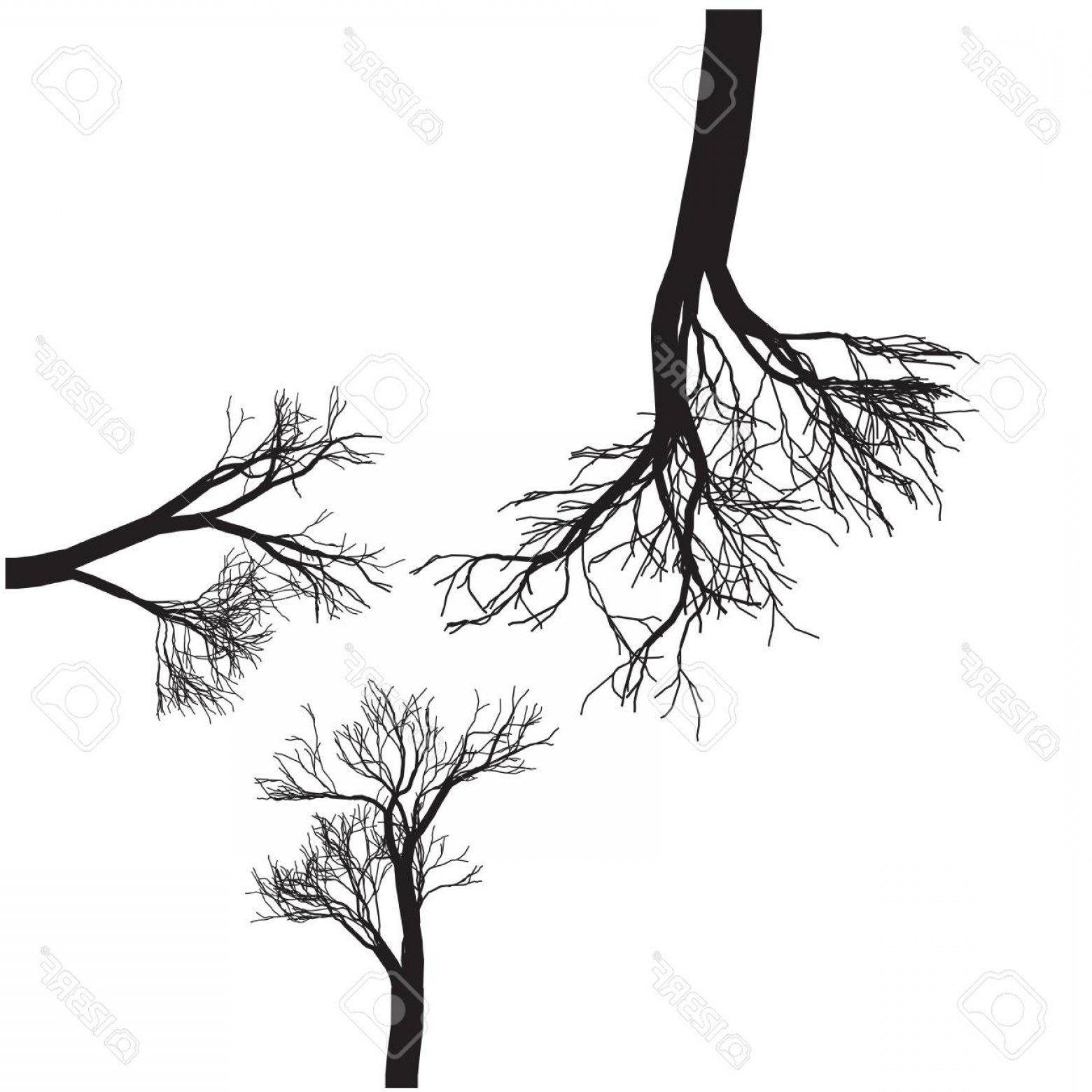 1560x1560 Tree Outline Drawing Vector Catchsplace