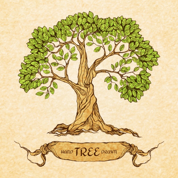 626x626 Tree Vectors, Photos And Free Download