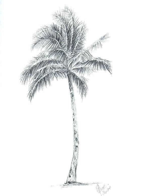 600x777 Palm Trees Drawings