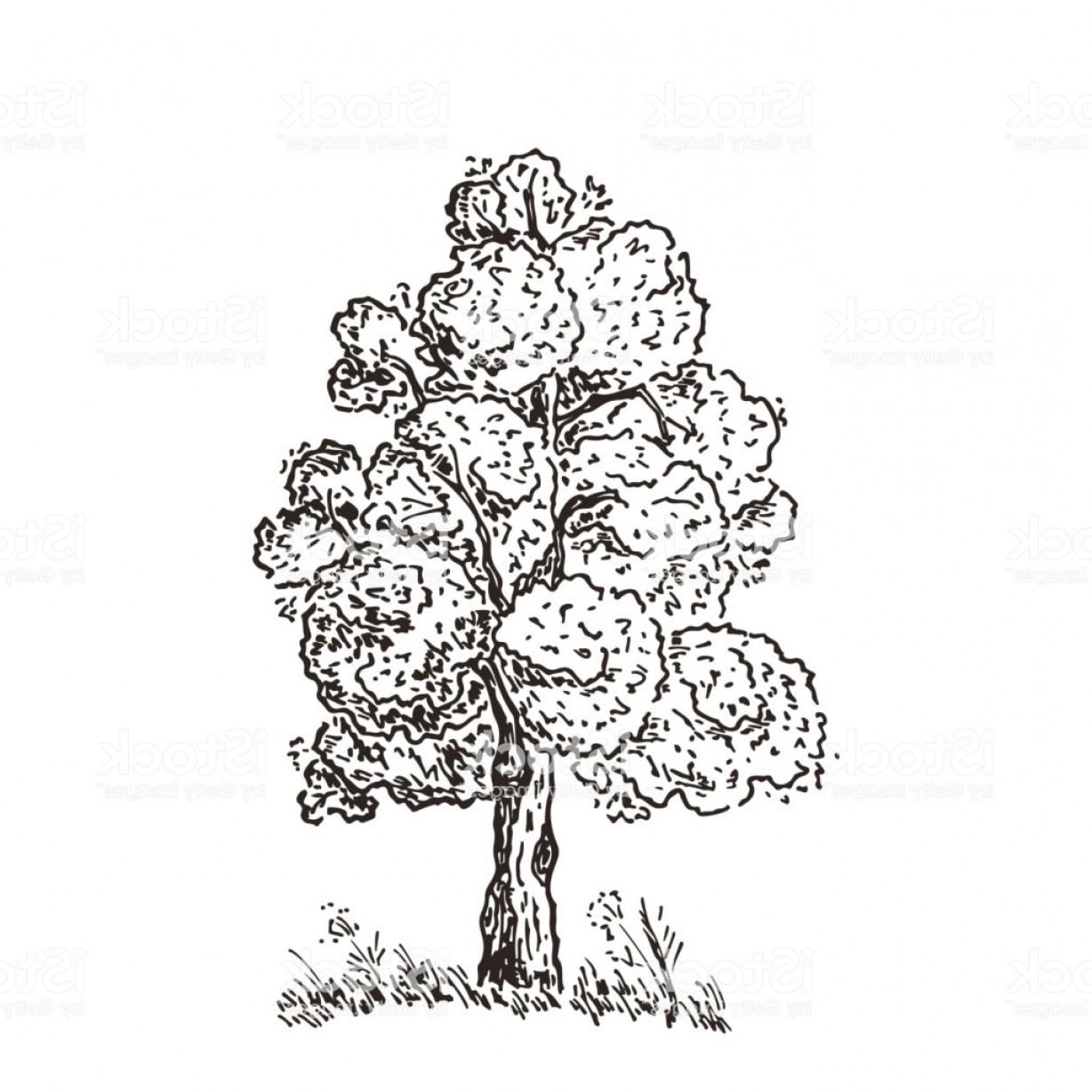 1228x1228 Hand Drawn Tree Sketch Black And White Drawing Vector Illustration