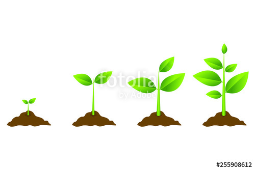 Growing Plant Process Planting Tree Infographic Vector 500x334 Growing Plant Process Planting Tree Infographic Vector