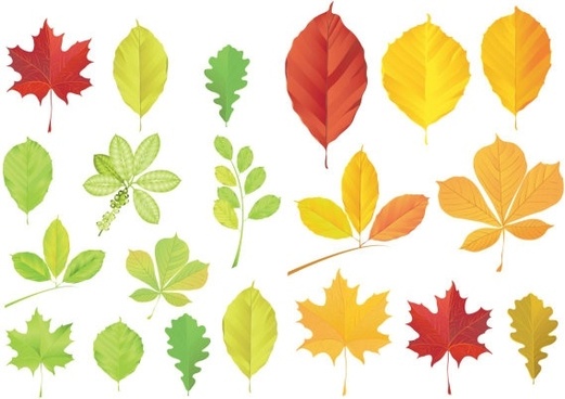 Leaves Free Vector Download 521x368 Leaves Free Vector Download