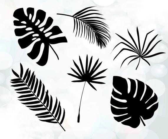 Palm Leaves Cuttable Design Tree Leaves Tropical Etsy 570x473 Palm Leaves Cuttable Design Tree Leaves Tropical Etsy
