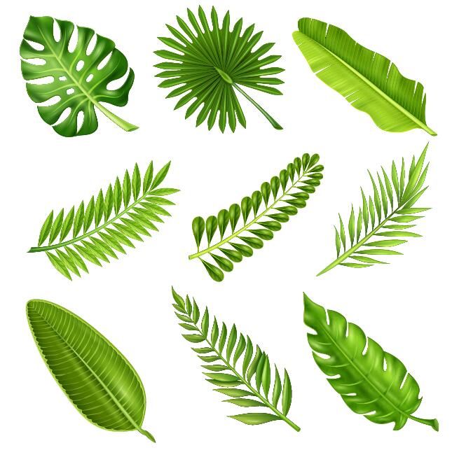 Tropical Plant Leaves Vector Set Patterns Plant Leaves 645x653 Tropical Plant Leaves Vector Set Patterns Plant Leaves