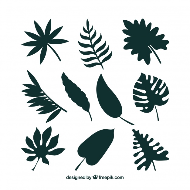 Vectors Of Leaves Free Vector Graphics Everypixel 626x626 Vectors Of Leaves Free Vector Graphics Everypixel