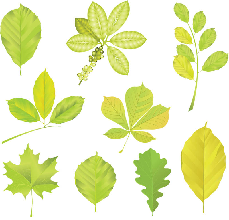 Green Tree Leaves Vector Vector Graphics Blog 800x769 Green Tree Leaves Vector Vector Graphics Blog