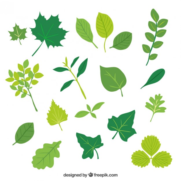 Leaf Vectors, Photos And Free Download 626x626 Leaf Vectors, Photos And Free Download