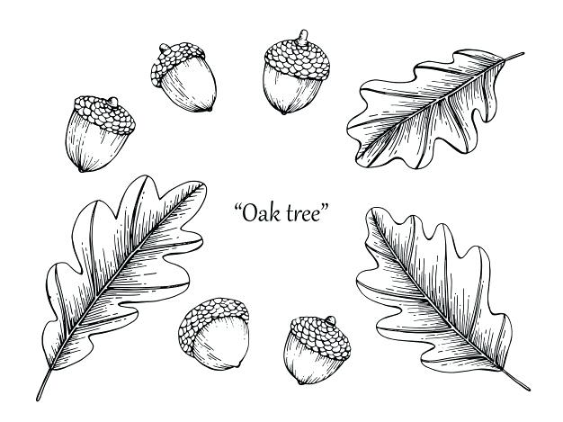 626x469 Oak Tree Line Drawing