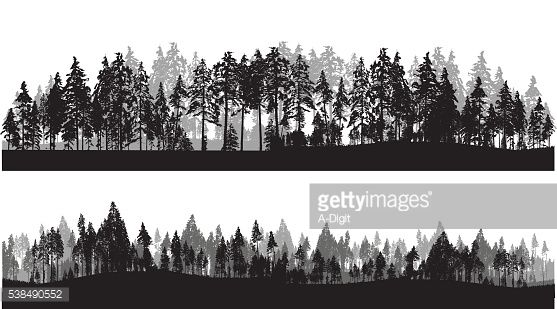 A Vector Silhouette Illustration Of Two Lines Of Trees Including 557x309 A Vector Silhouette Illustration Of Two Lines Of Trees Including
