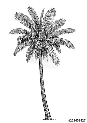 354x500 Coconut Tree Illustration, Drawing, Engraving, Ink, Line Art
