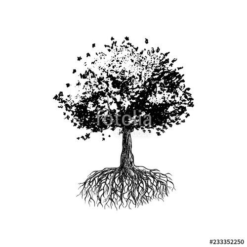 Tree Of Life, Oak Tree Hand Drawn Stock Image And Royalty Free 500x500 Tree Of Life, Oak Tree Hand Drawn Stock Image And Royalty Free