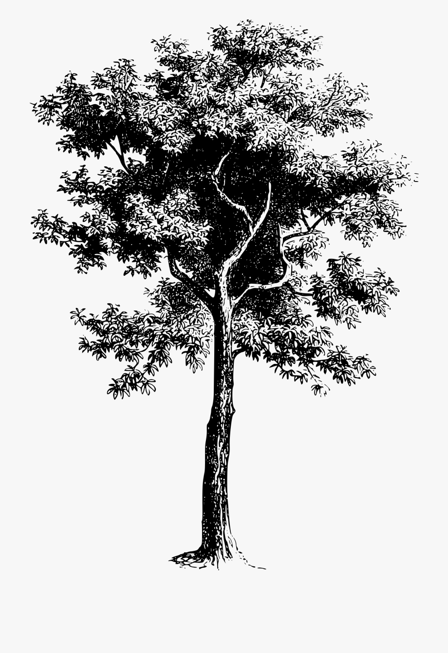 920x1342 Black And White Tree Of Life Clipart