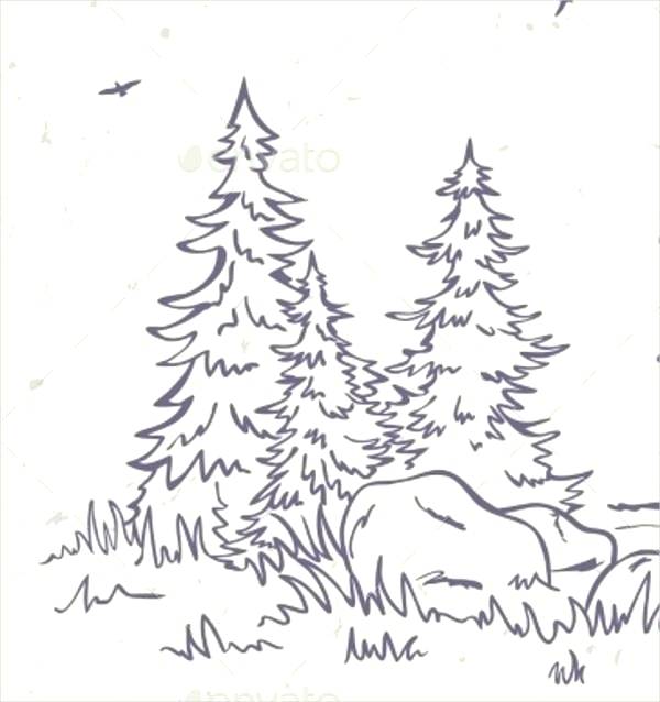 Evergreen Tree Outline 600x638 Evergreen Tree Outline