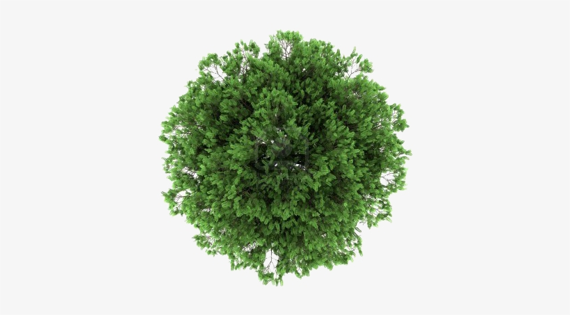 820x453 Tree Plan Png Free Download Vector Freeuse Stock