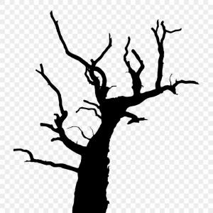 300x300 Black And White Photography Black And White Forest Wallpaper