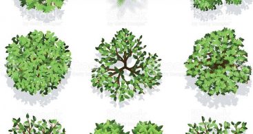Photoshop Trees Plan View Graphic Vector Archives 367x195 Photoshop Trees Plan View Graphic Vector Archives