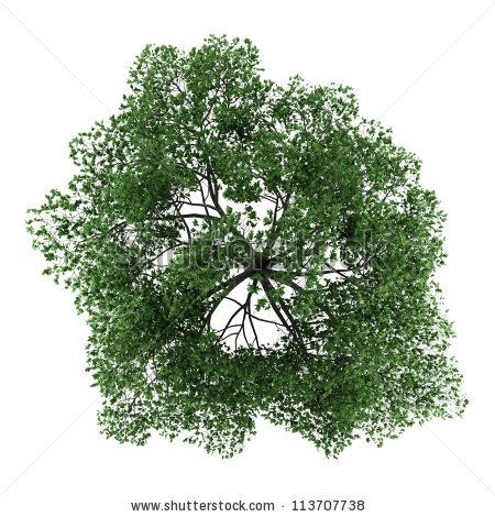 Tree Png Top View Transparent Tree Top View Images 450x470 Tree Png Top View Transparent Tree Top View Images