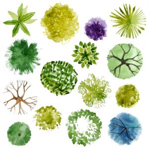 Vector Tree Plan Top View Landscape Wallkeeper 300x300 Vector Tree Plan Top View Landscape Wallkeeper