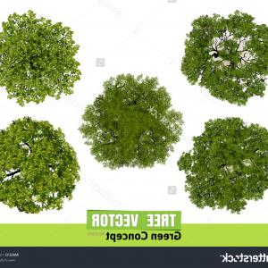 Brbrrxphotoshop Trees Plan View Ash Tree Png Newwaysys 300x300 Brbrrxphotoshop Trees Plan View Ash Tree Png Newwaysys