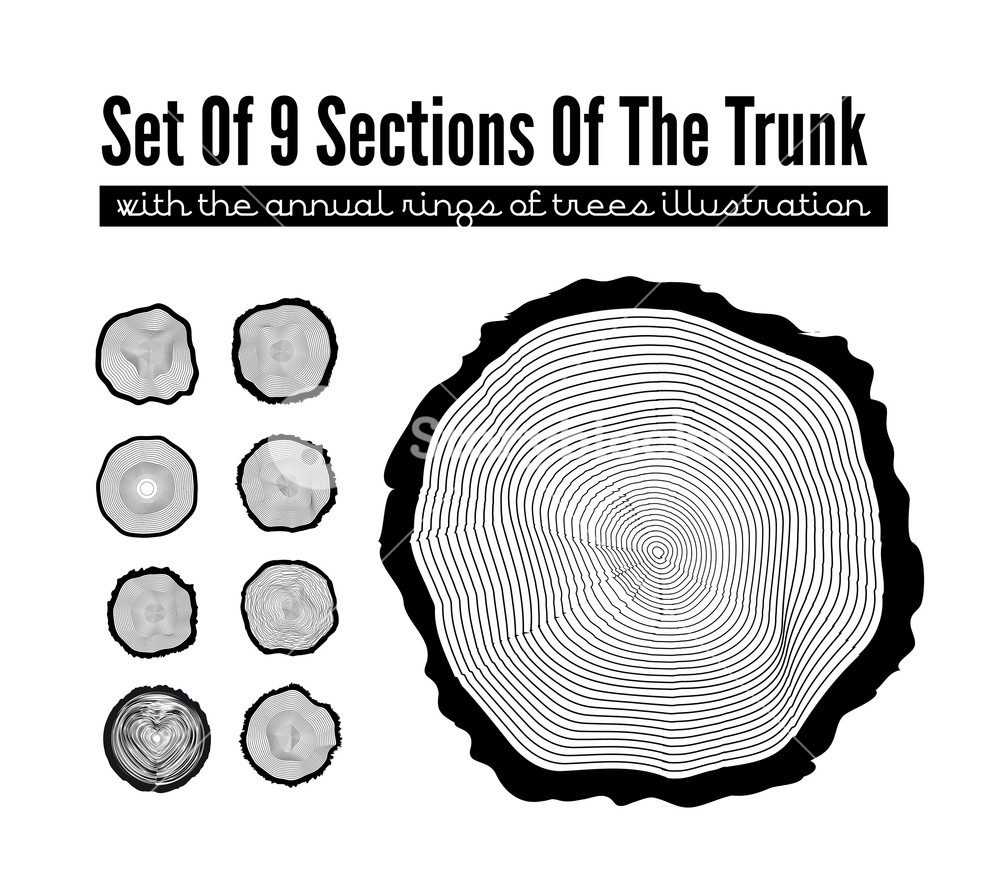 Set Of Cross Section Of The Trunk With Tree Rings, Vector 1000x886 Set Of Cross Section Of The Trunk With Tree Rings, Vector