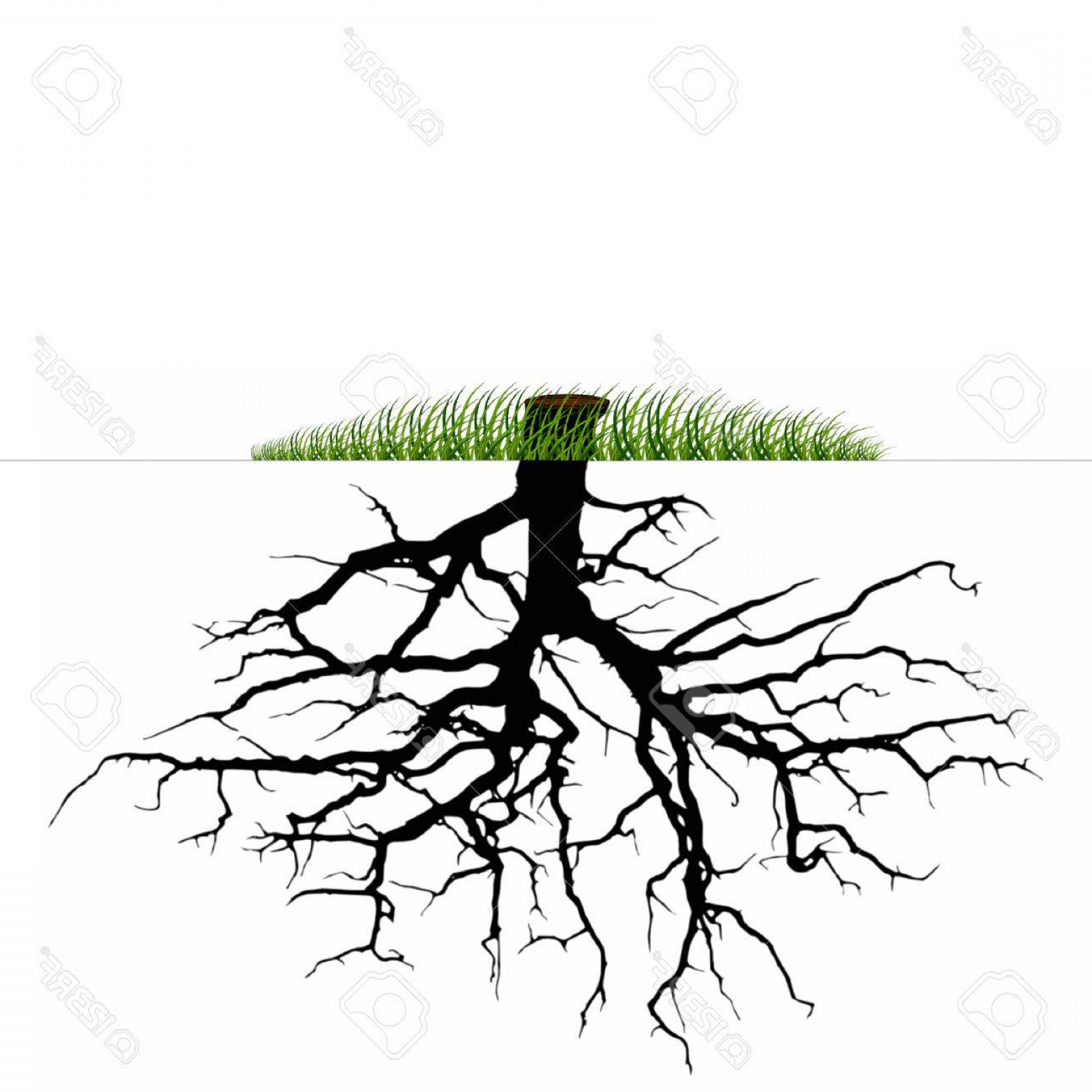 Photostock Vector Vector Tree Roots Silhouette Soidergi 1560x1560 Photostock Vector Vector Tree Roots Silhouette Soidergi