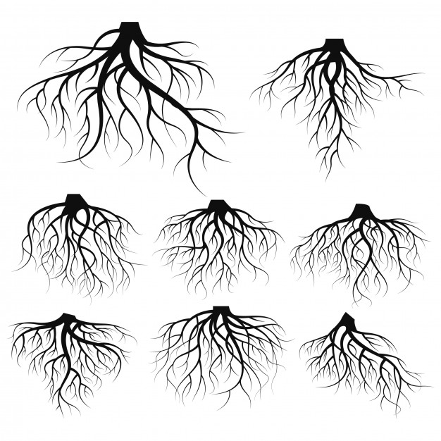 Tree Roots Vectors, Photos And Free Download 626x626 Tree Roots Vectors, Photos And Free Download