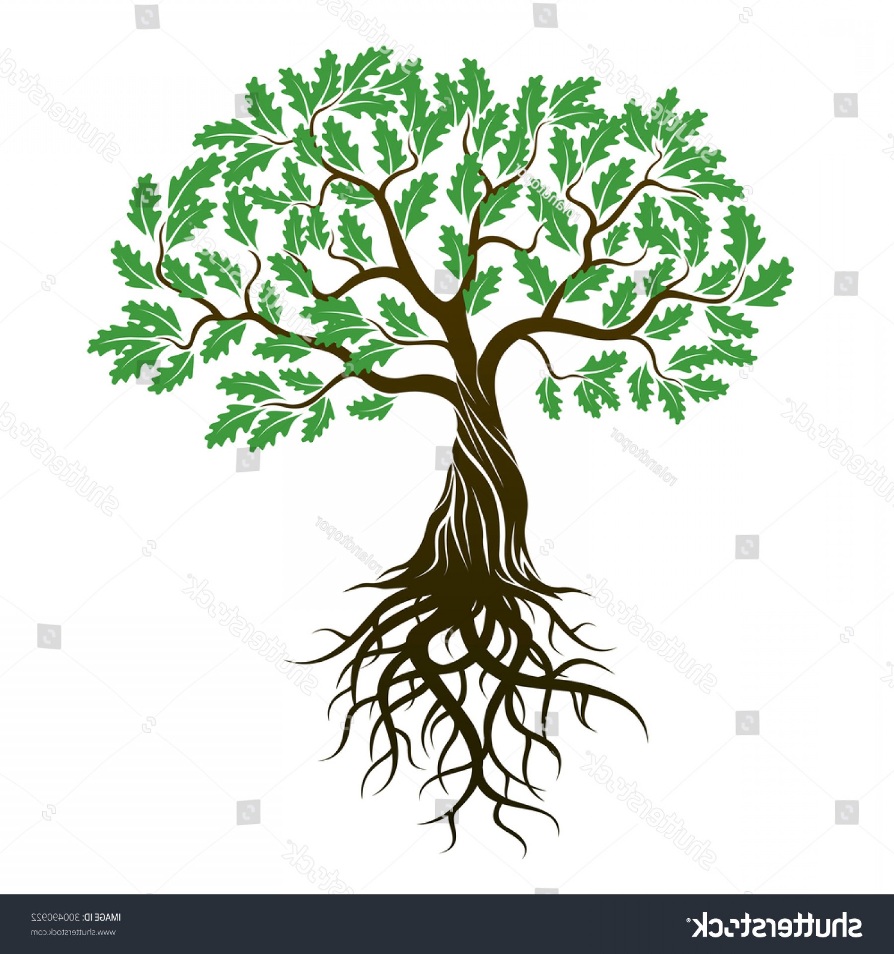 Oak Tree Green Leafs Roots Vector Studiogrfx 1800x1920 Oak Tree Green Leafs Roots Vector Studiogrfx